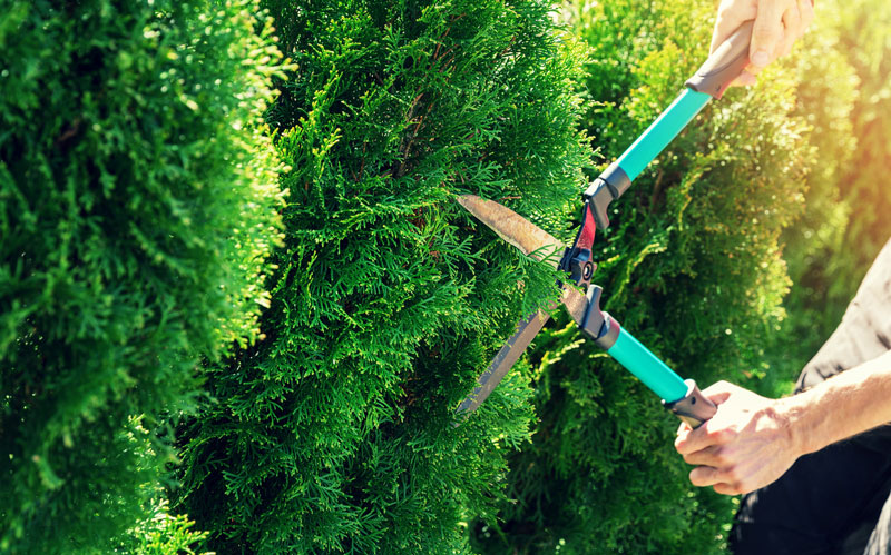 trimming hedge