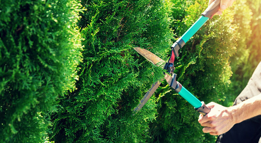 Close up of bush being trimmed with hedge clippers